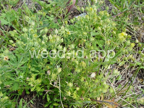 cinquefoil, silvery